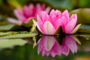 Pink Water Lilly , Reiki, healing, well-being, Colchester, JM Reiki, Julia Mattock